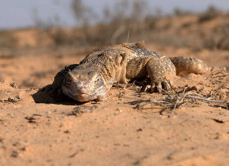 ��� �����, ���� ���� ������