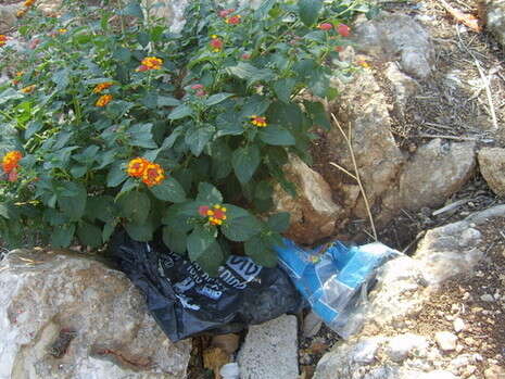 �����: ���� �����