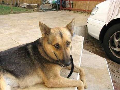 באדיבות משפחת כהן באדיבות משפחת כהן