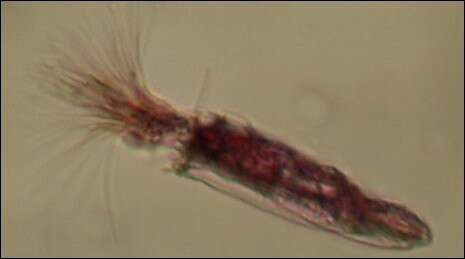 רוברטו דונוברו, אוניברסיטת אנקונה רוברטו דונוברו, אוניברסיטת אנקונה