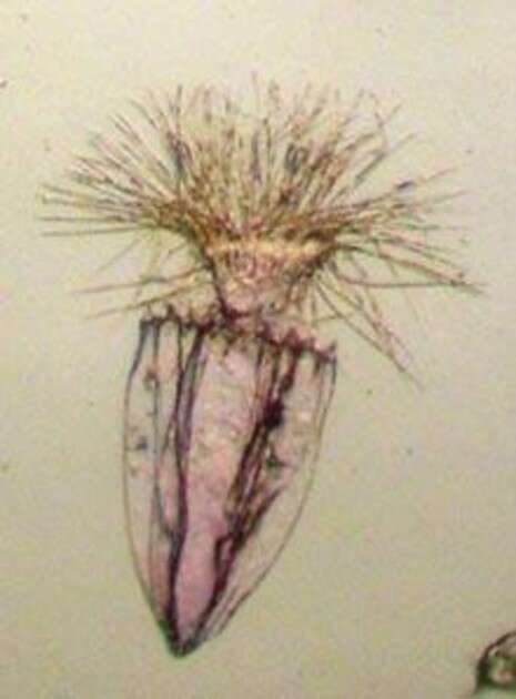 רוברטו דונוברו, אוניברסיטת אנקונה רוברטו דונוברו, אוניברסיטת אנקונה