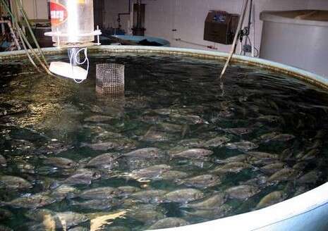 �����: ����� ���� 