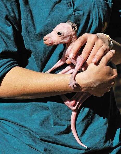 צילום: טיבור יגר צילום: טיבור יגר