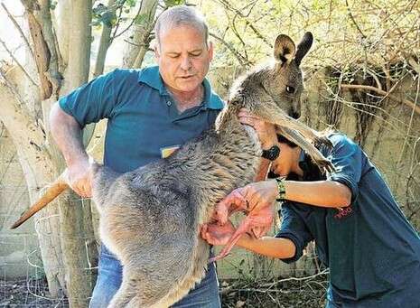 צילום: טיבור יגר צילום: טיבור יגר