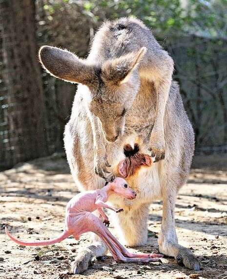 צילום: טיבור יגר צילום: טיבור יגר