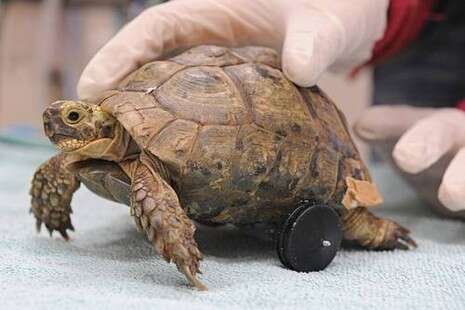 �����: ����� �����