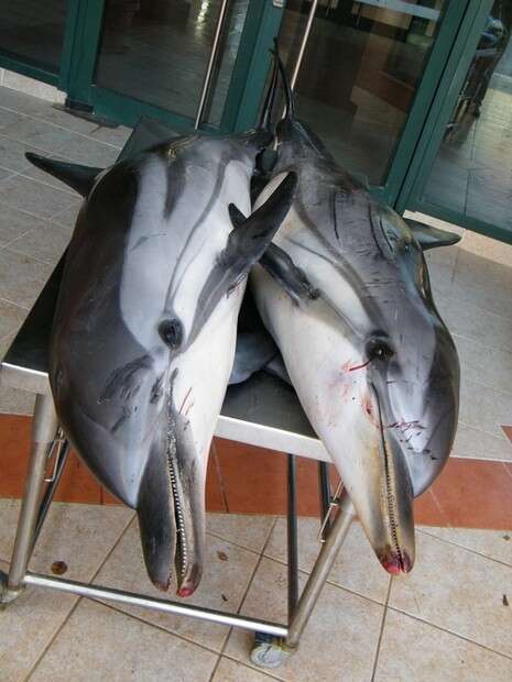 צילום: ד''ר עוז גופמן צילום: ד''ר עוז גופמן