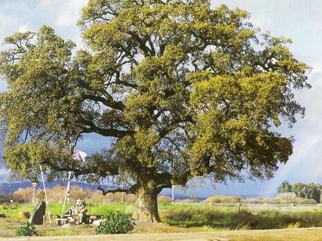 ���� ����