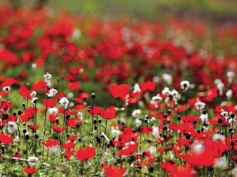 דובי זכאי דובי זכאי