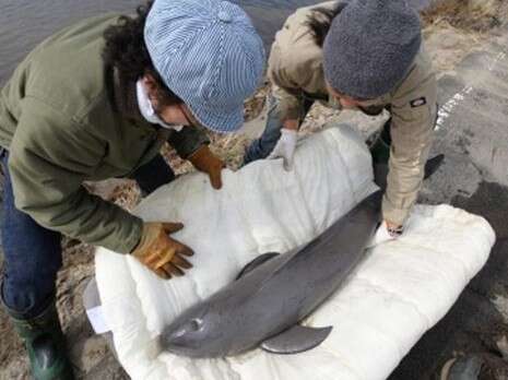 צילום: אי-פי צילום: אי-פי