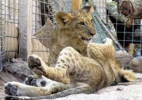 צילום: AP צילום: AP