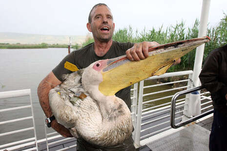 �����: ���� ����, ��''�