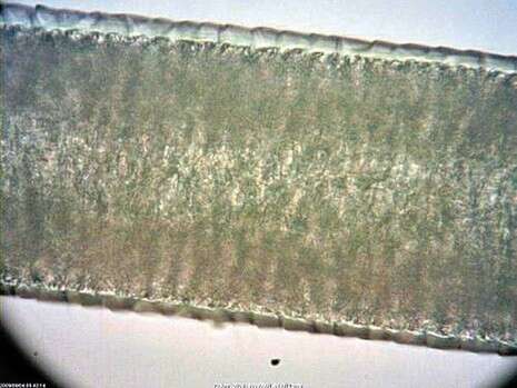 באדיבות רשות הטבע והגנים באדיבות רשות הטבע והגנים