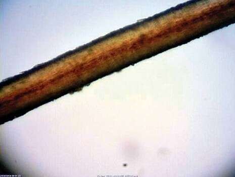 באדיבות רשות הטבע והגנים באדיבות רשות הטבע והגנים