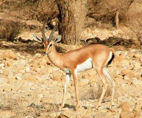 צילום: יהודה בן איטח צילום: יהודה בן איטח