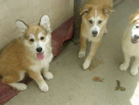 צילום: צער בעלי חיים ירושלים צילום: צער בעלי חיים ירושלים