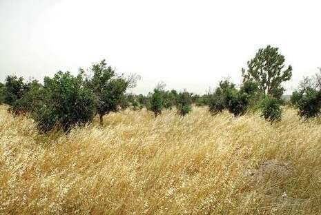 צילום: חמד אלמקת צילום: חמד אלמקת