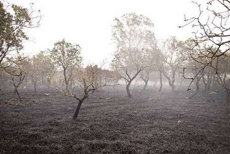 צילום: חמד אלמקת צילום: חמד אלמקת