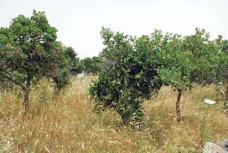 צילום: חמד אלמקת צילום: חמד אלמקת