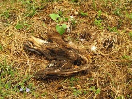 �����: ���� �����