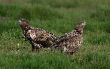 �����: Thomas Krumenacker