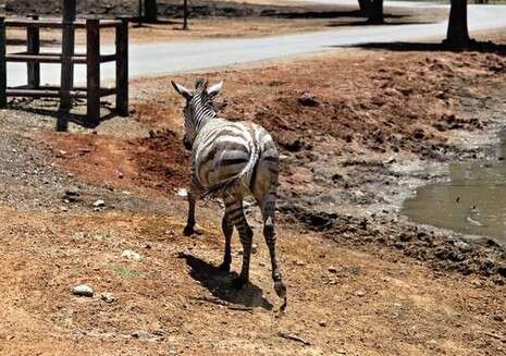 צילום: נאור רהב צילום: נאור רהב