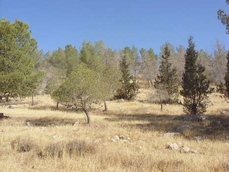 צילום: שמואל שפרינצין, קק''ל צילום: שמואל שפרינצין, קק''ל