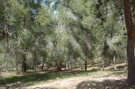 צילום: קק''ל צילום: קק''ל