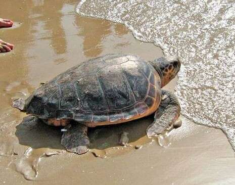 �����: �''� ���� �����, ���� ���� ������