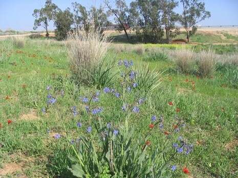 צילום: יוני שילה צילום: יוני שילה
