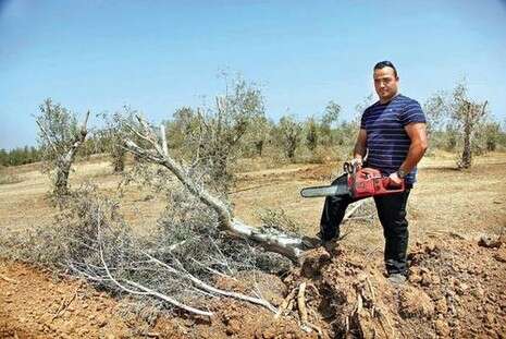 �����: ��� �����