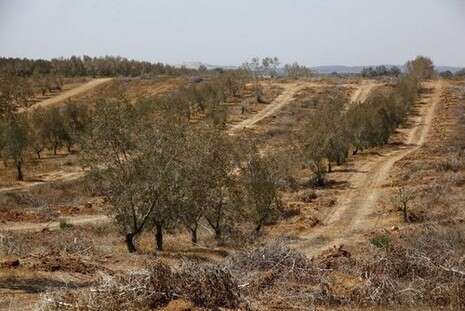 �����: ��� �����