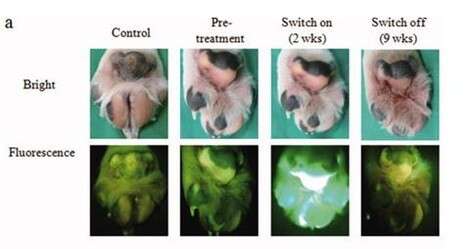 צילום מתוך המחקר צילום מתוך המחקר