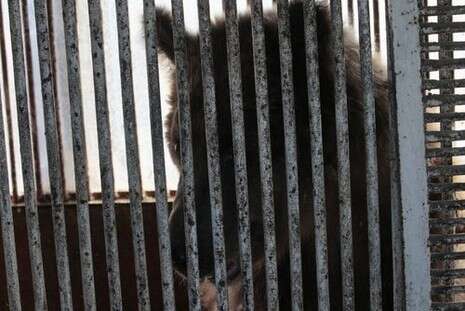 �����: ���-��