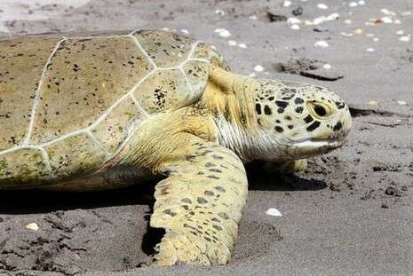 �����: ���-��