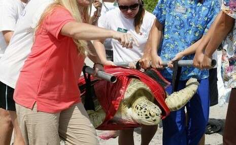 �����: ���-��