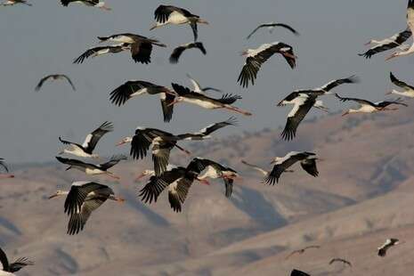 צילום: יהונתן מירב, החברה להגנת הטבע צילום: יהונתן מירב, החברה להגנת הטבע