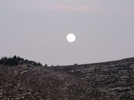 צילום: נינו הרמן צילום: נינו הרמן