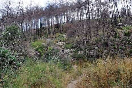 רוית נאור רוית נאור