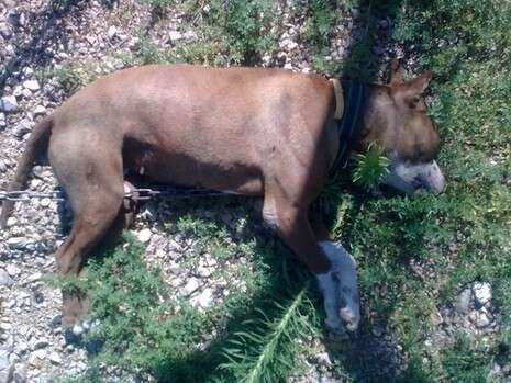 צילום באדיבות תנו לחיות לחיות צילום באדיבות תנו לחיות לחיות