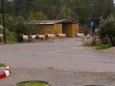 צילום באדיבות תנו לחיות לחיות צילום באדיבות תנו לחיות לחיות