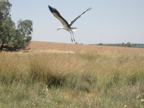 דובי זכאי דובי זכאי