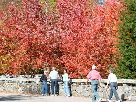 דובי זכאי דובי זכאי
