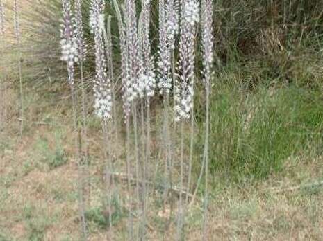 דובי זכאי דובי זכאי