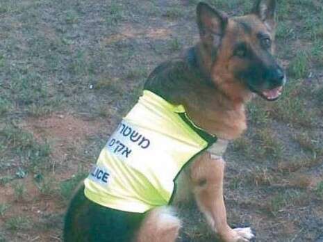 צילום: משטרת ישראל צילום: משטרת ישראל