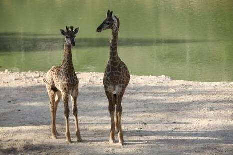 �����: ���� 90