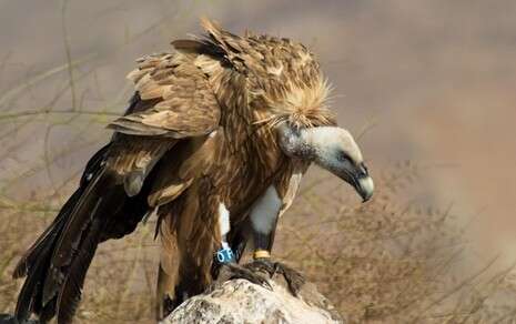 �����: ����� �����, ���� ���� ������