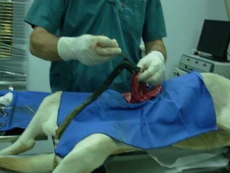 צילום באדיבות המרפאה של ד''ר יובל סמואל צילום באדיבות המרפאה של ד''ר יובל סמואל
