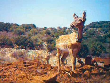צילום: רשות הטבע והגנים צילום: רשות הטבע והגנים