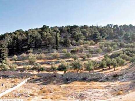 צילום: החברה להגנת הטבע צילום: החברה להגנת הטבע